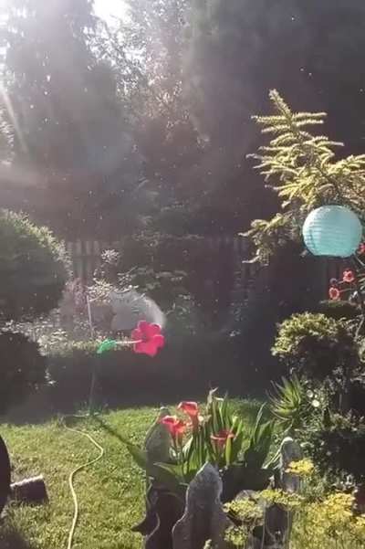 Crazy flower