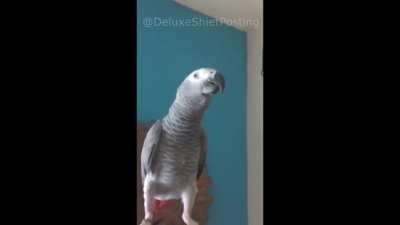 Did this parrot just say *Whats up n***a?*