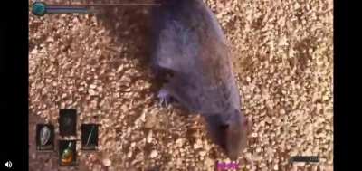 Oh hello squirrel (Loud)