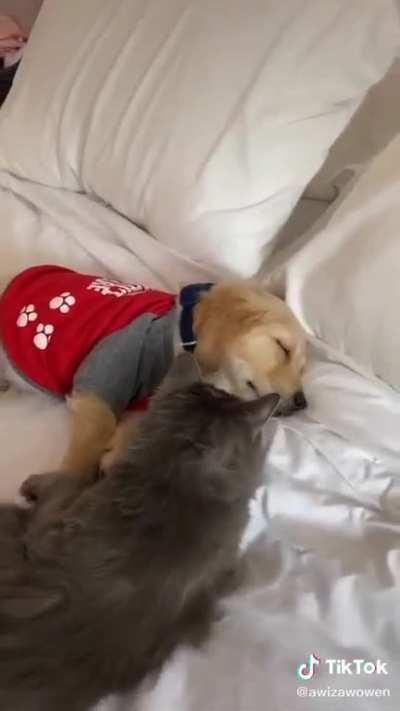 Wholesome pets