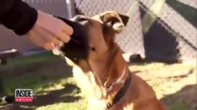 Abandoned dog in shelters sees former family adopting another pet