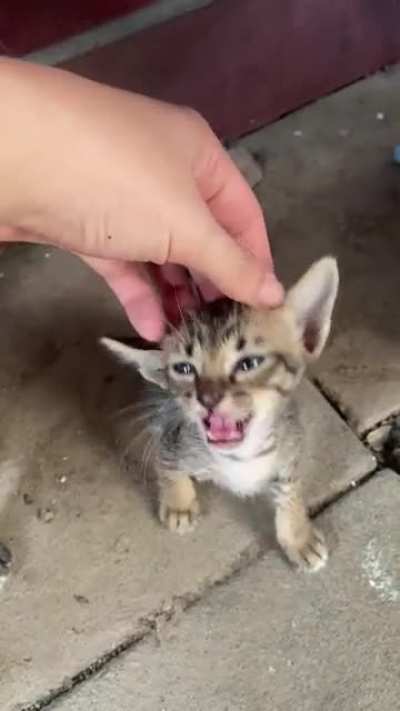 Smol cat