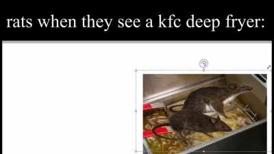 rats