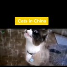 Cats in Da Hood