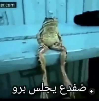 Mashallah frog chilling