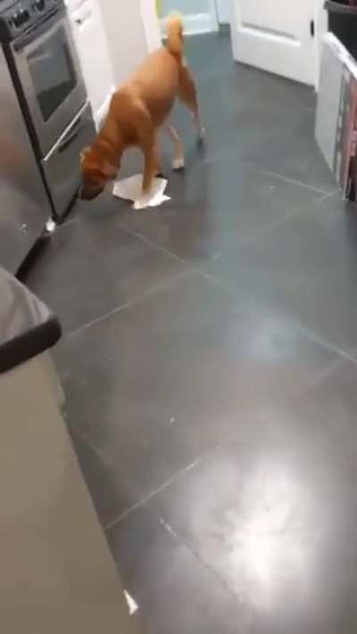 Dog found the bathroom at new house