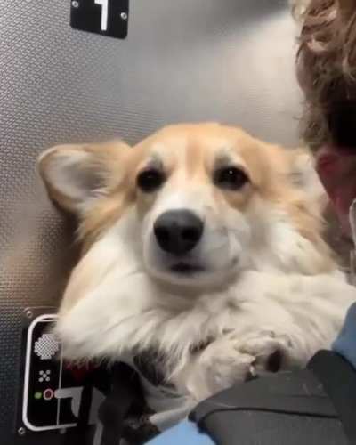 Cute doggy loves train rides