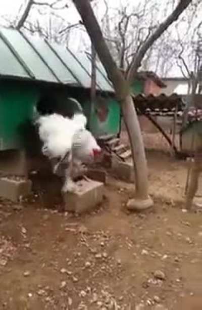 Thicc Chick