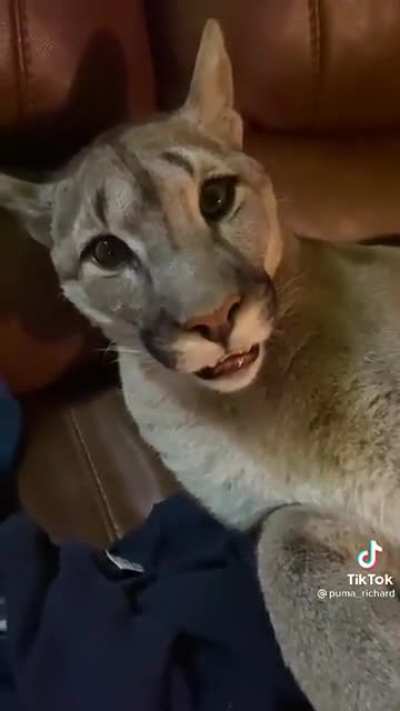 That's A BIG Cat!