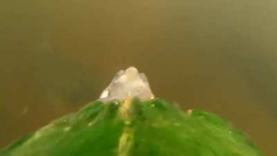Tank the Tutle strapped with GoPro!