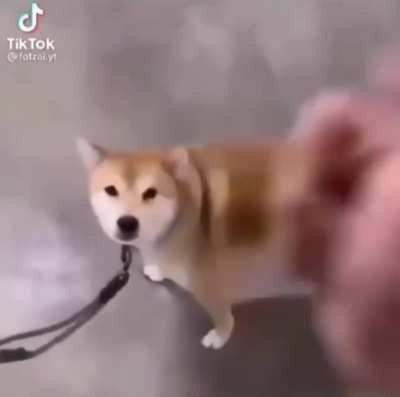 Tesla Model Shiba Inu