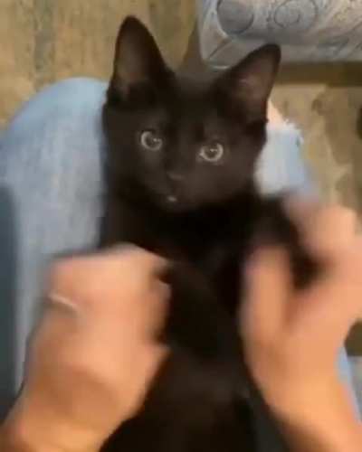 Those eyes.. Black cats are the best cats.