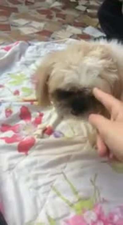 Teo