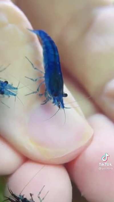 Shrimp manicure