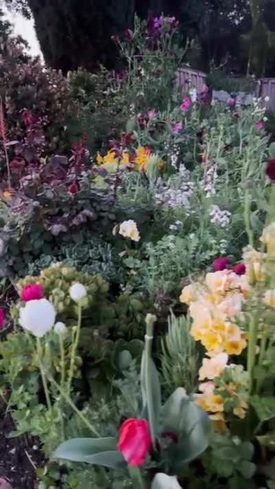 I tore out our grass because I read the birds and bees would appreciate that. Here you can hear them singing this morning.