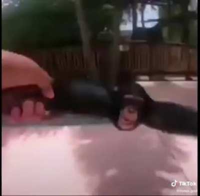 OOMPAVILLE MOMKE