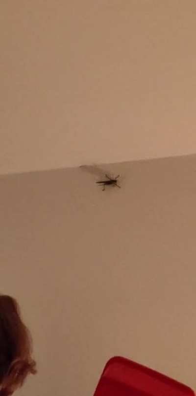 Bug