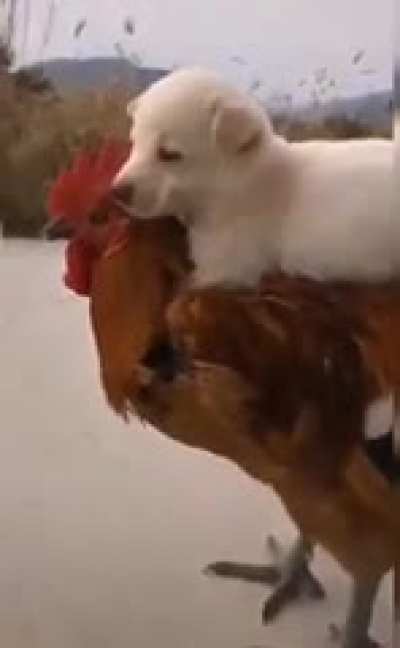 Petite bitch rides huge cock