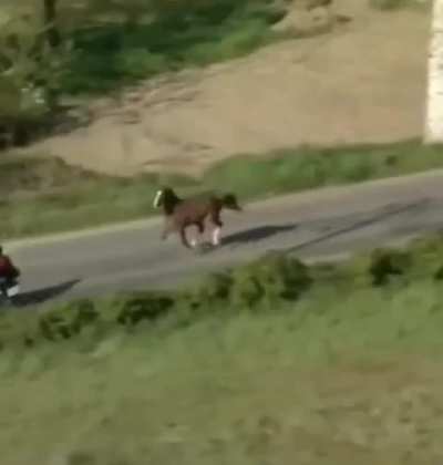 Horse decides to enter the Tour de France