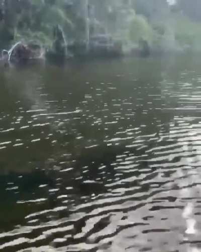 🔥 A Saltwater Crocodile can swim 18mph, the fastest recorded human swim speed was 6 mph.