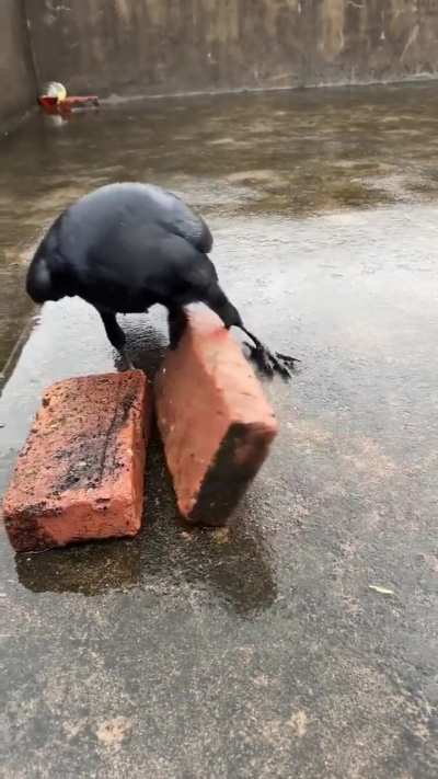The strength in the beak is pretty amazing!