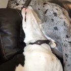 Nom nom