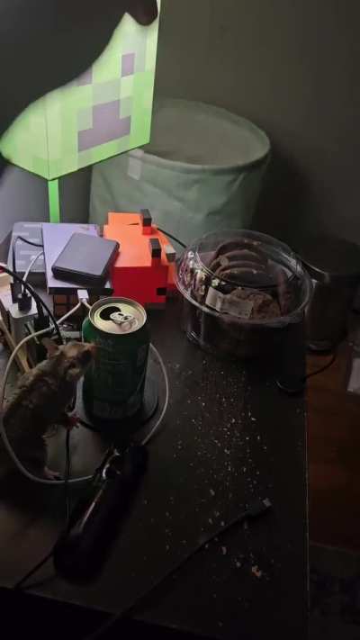 Lil brat won't leave my cans alone! (Don't worry it empty)