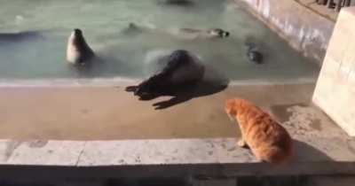 cat slaps seal