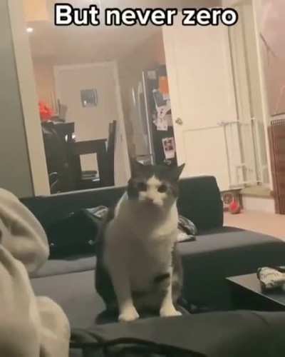 His mine, hooman!