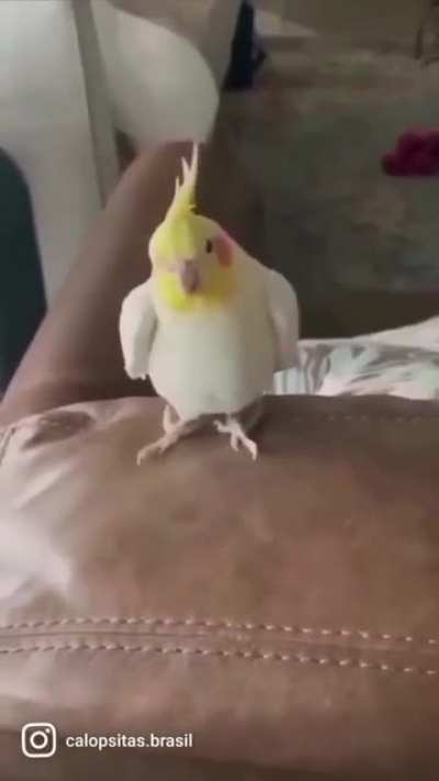 Cockatiel Happy Feet