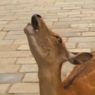 Oh deer