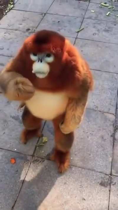 Ewok