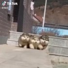 Three little derps