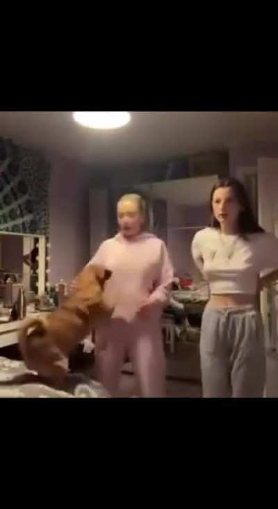 Thia dog know how to twerk 😂