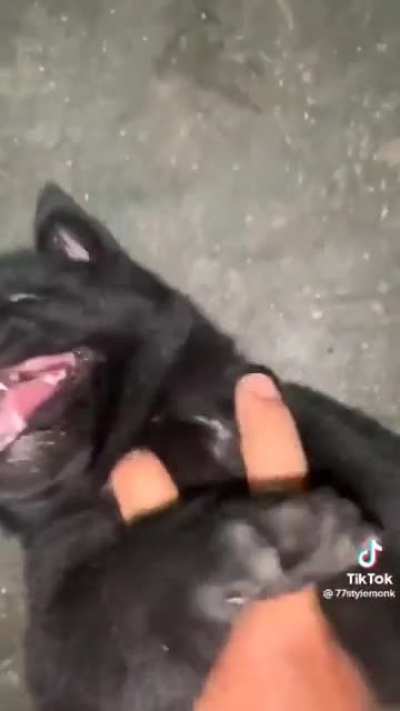 Darkraiposting - Video #4866