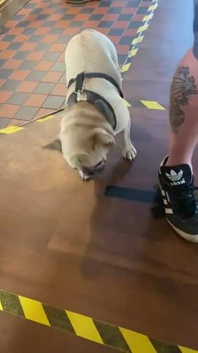 No, YOU go fetch!