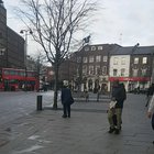 Wake up you bastard! - A man tries to bring pigeon back from the dead in london