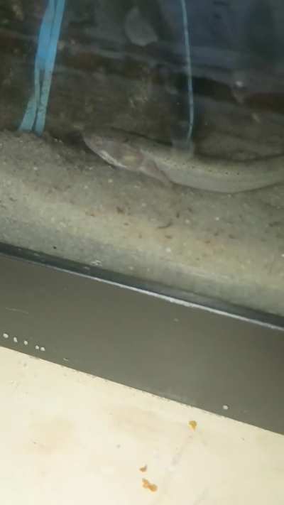 Survivor the Senegal bichir