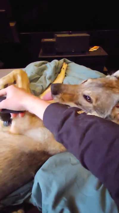 OnlyPaws