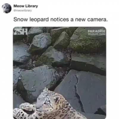 Absolute chonker