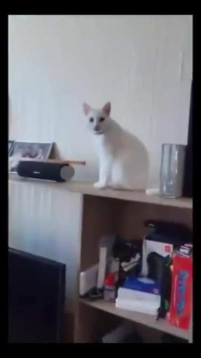 When you have a well-behaved cat