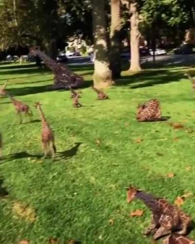 Baby giraffes