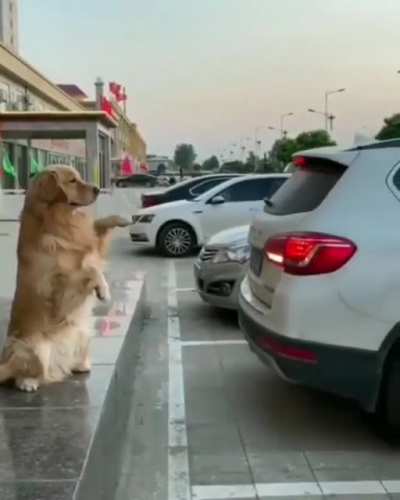 Clever dog
