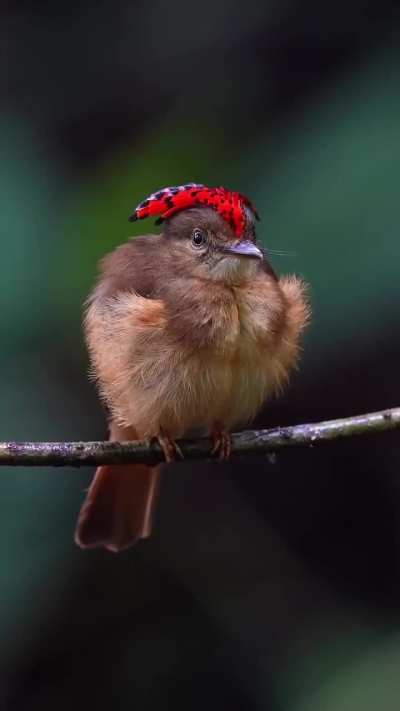 🔥 Royal Flycatcher crest display