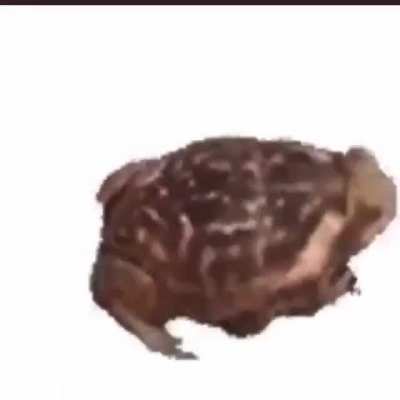 frog