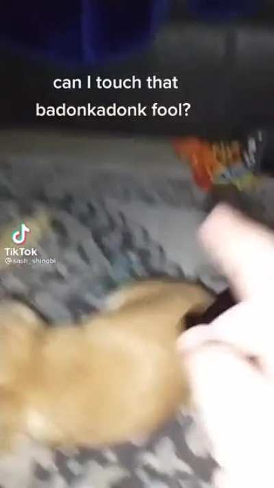 Don't mess with a chiwawa