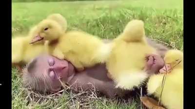 Just a monkey chillin' with his duckling bro's.