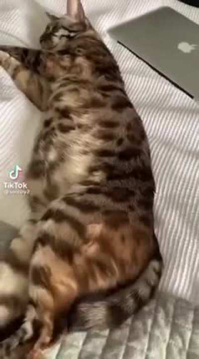 the rules apply to the cat too