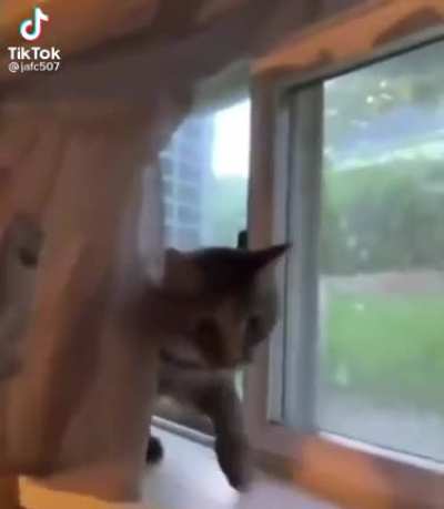 XD