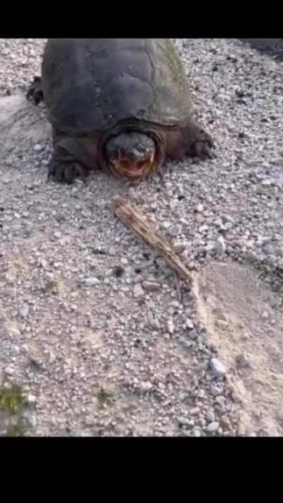 turtles are cute